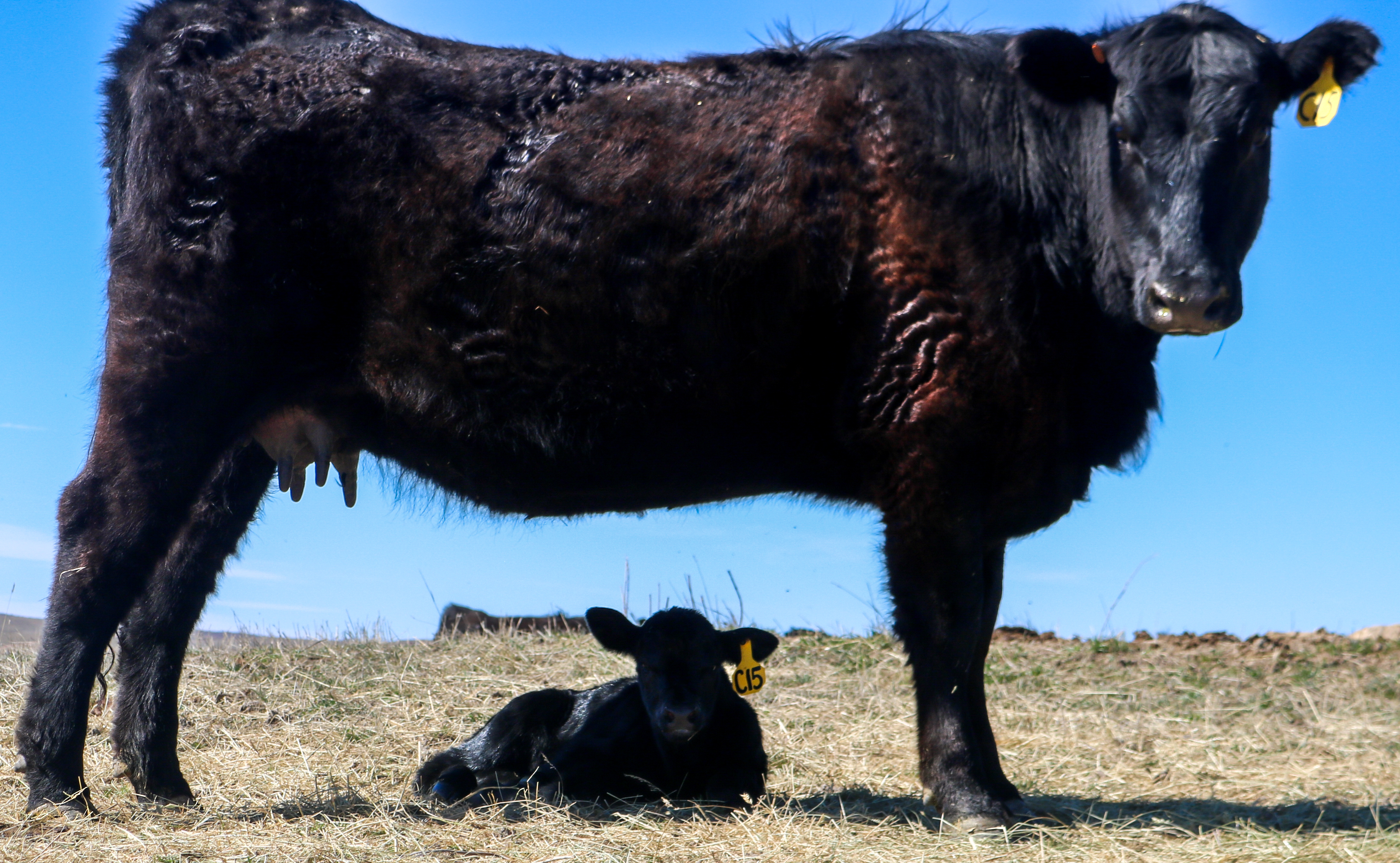 Semlek Ranch Cows